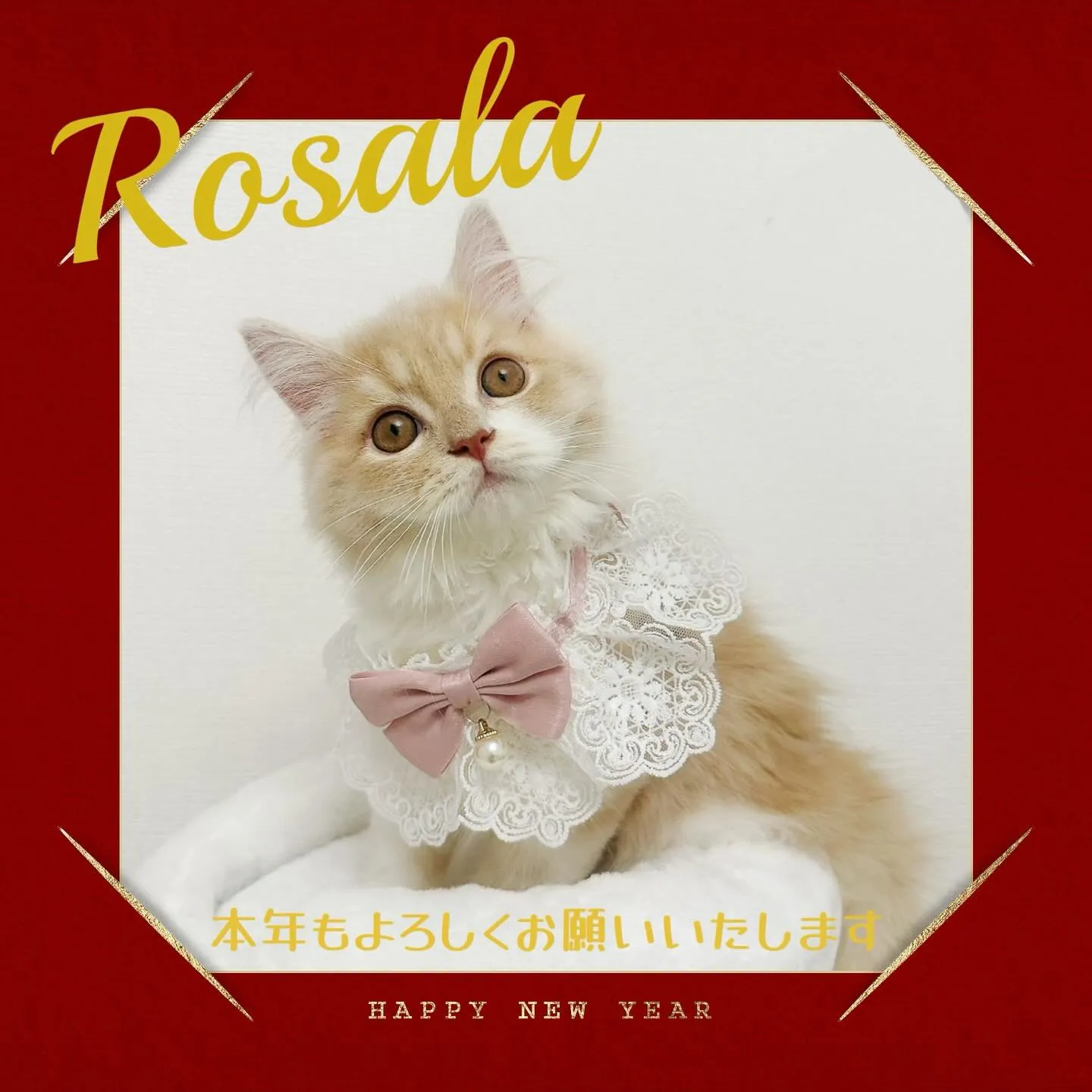 明けましておめでとうございます🤍